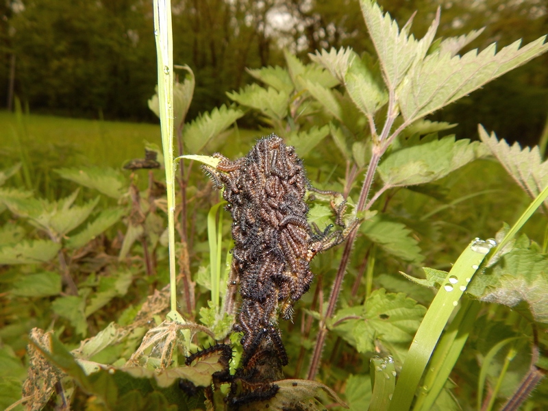 Bruchi di Aglais io ?